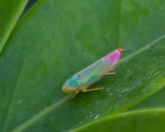Crossogonalia hectica