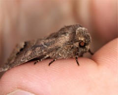 Orthosia garmani
