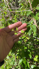 Sideroxylon celastrinum