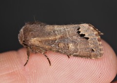 Orthosia garmani