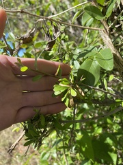 Sideroxylon celastrinum