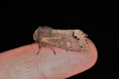 Orthosia garmani