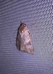 Melipotis jucunda