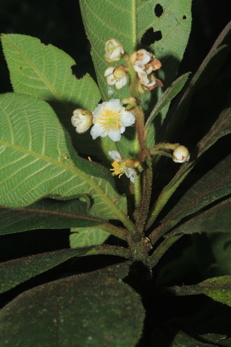 Saurauia excelsa