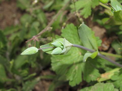 Cerastium perfoliatum
