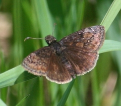 Erynnis lucilius