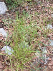 Cyperus pallidicolor