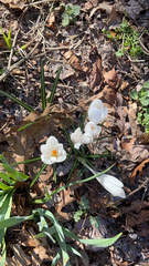 Crocus