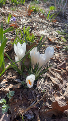 Crocus