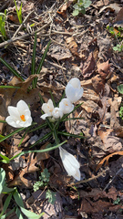 Crocus