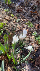 Crocus
