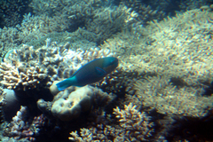 Chlorurus sordidus