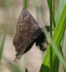 Erynnis lucilius