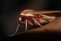 Amastus coccinator