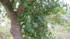 Acer obtusifolium
