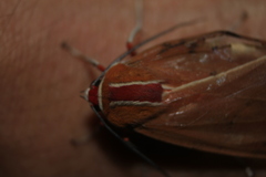 Amastus coccinator