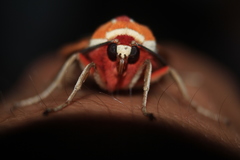 Amastus coccinator