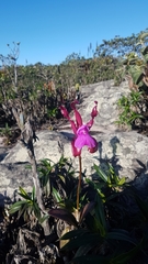 Cattleya elongata