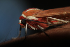 Amastus coccinator
