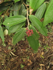 Cavendishia pubescens