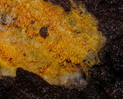 Phlebia subceracea
