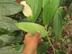 Cavendishia pubescens