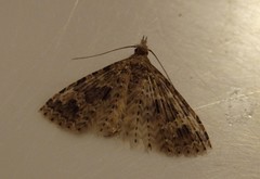 Alucita hexadactyla