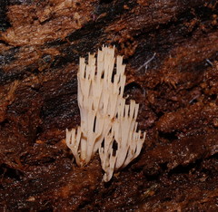 Artomyces austropiperatus