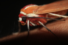 Amastus coccinator