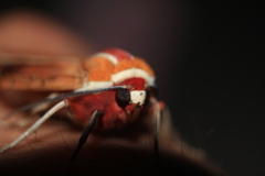 Amastus coccinator