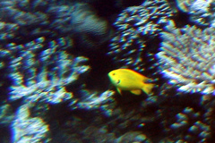 Pomacentrus sulfureus