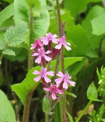 Silene aegyptiaca