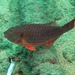 West-African Parrotfish - Photo (c) Xavier Rufray, some rights reserved (CC BY-NC), uploaded by Xavier Rufray