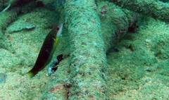 Thalassoma newtoni