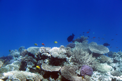 Pomacentrus sulfureus