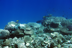 Pomacentrus sulfureus