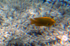 Pomacentrus sulfureus