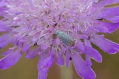 Placochilus seladonicus
