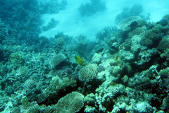 Pomacentrus sulfureus