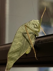 Microcentrum rhombifolium