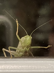 Microcentrum rhombifolium