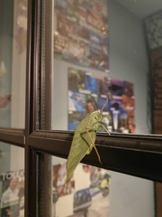 Microcentrum rhombifolium