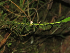 Maxillaria graminifolia
