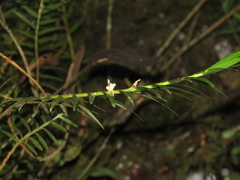 Maxillaria graminifolia