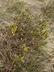 Thymelaea tinctoria