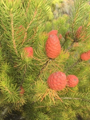 Leucadendron teretifolium