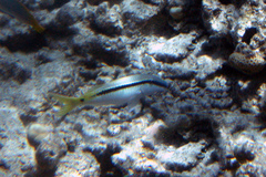 Parupeneus forsskali