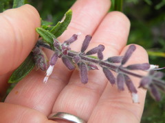 Syncolostemon albiflorus