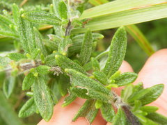 Syncolostemon albiflorus