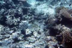 Parupeneus forsskali